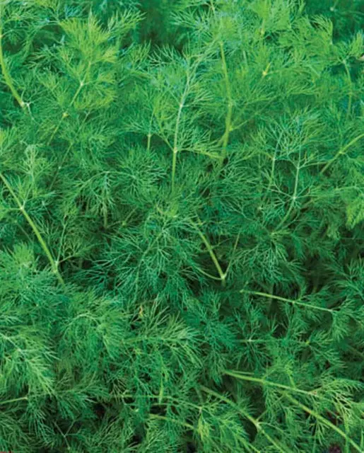 Hr1024 Ella Dill Certified Organic 1