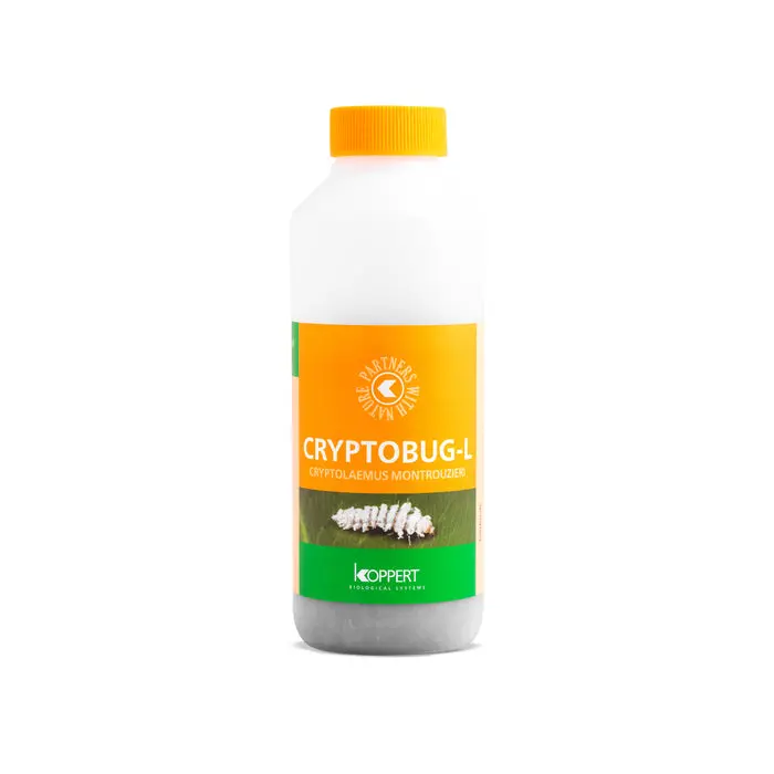 Beneficial Cryptobug-L 1000Pk (04636) 1