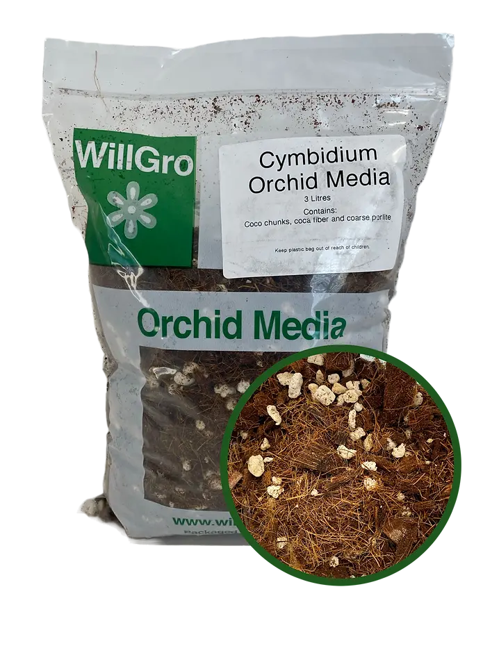 Willgro Cymbidium 3L 1