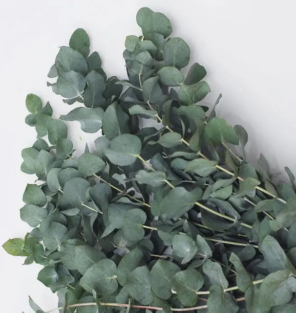 Fl1209 Sliver Dollar Eucalyptus 1