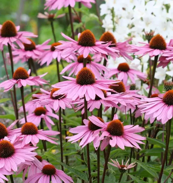 Fl2482 Purple Coneflower Echinacea 1