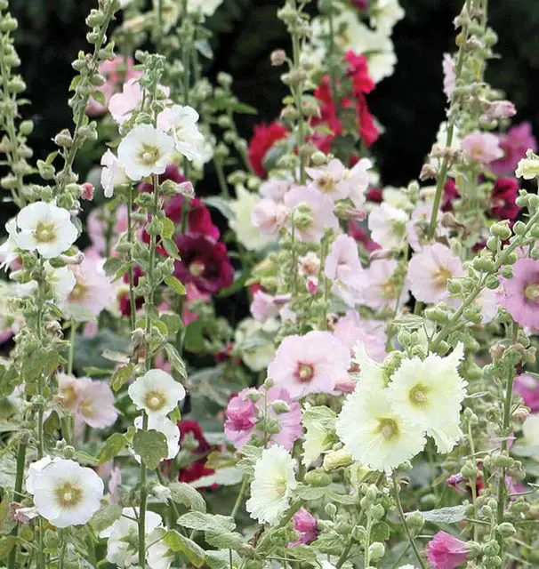 Fl2703 Indian Spring Hollyhocks 1