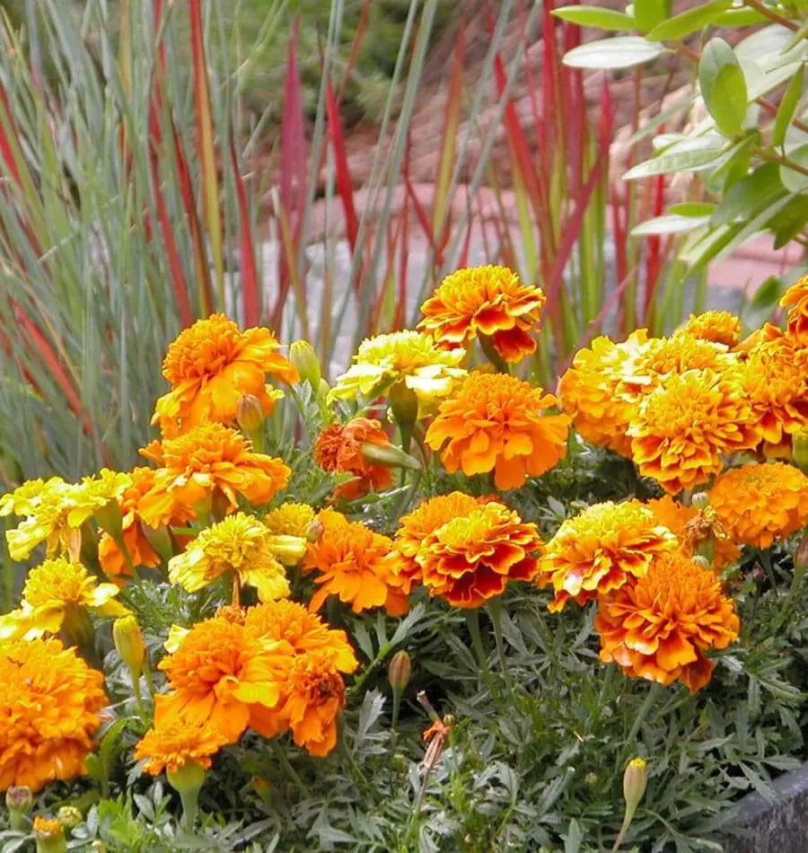 Fl2948 Brocade Marigolds 1