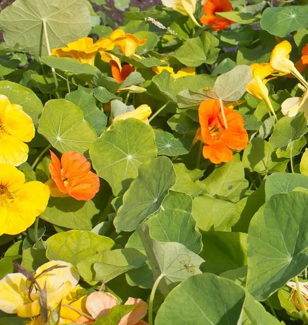 Fl2999 Jewel Mix Nasturtium 1