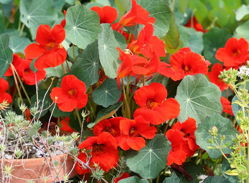 Fl3003 Empress Of India Nasturtium 1