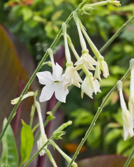 Fl3014 Jasmine Tobacco Nicotiana 1