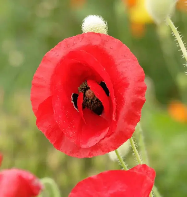 Fl3108 Flanders Poppies 1