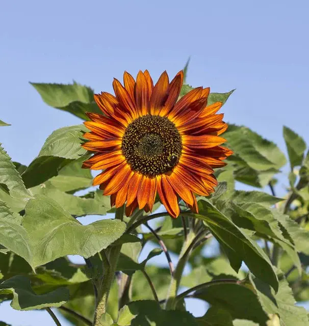 Fl3253 Velvet Queen Sunflower 1