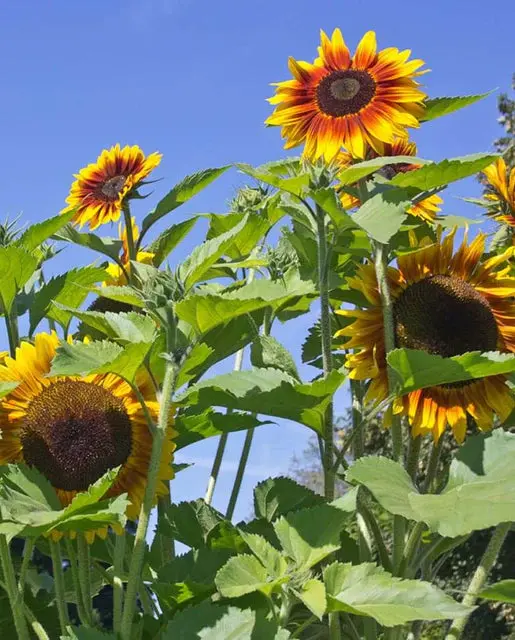 Fl3254 Solar Power Sunflower 1