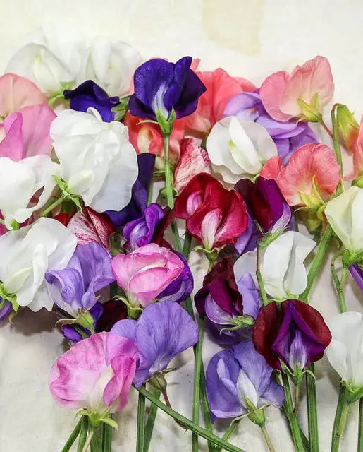 Fl3280 Old Spice Blend Sweet Peas 1