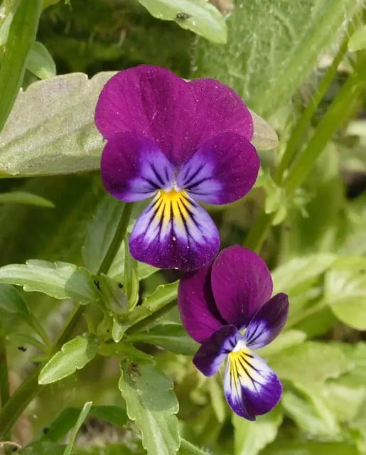 Fl3411 Johnny-Jump Up Viola 1