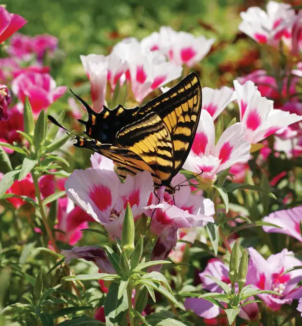 Fl3451 Wildflowers Butterfly Blend 1