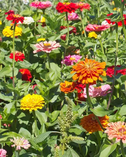Fl3486 California Giants Mix Zinnias 1