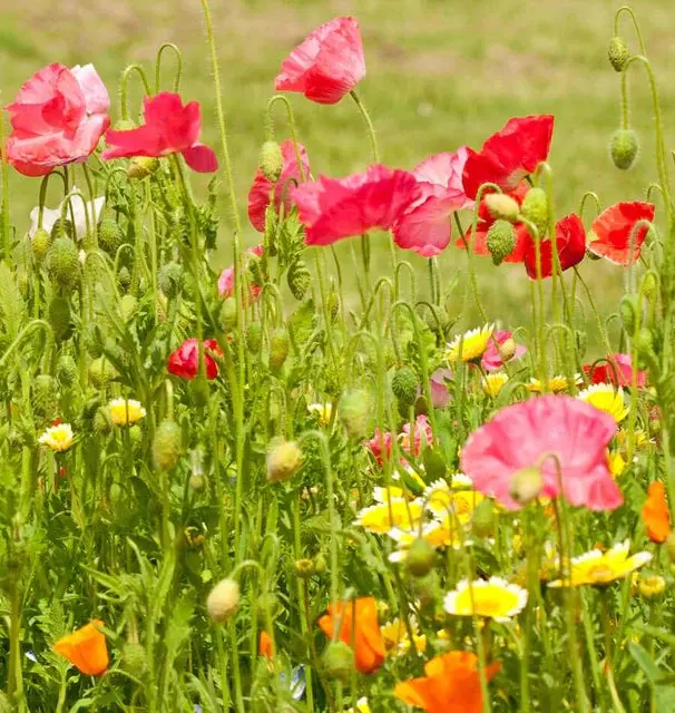 Fl3540 Wildflower Bee Garden Mix 1