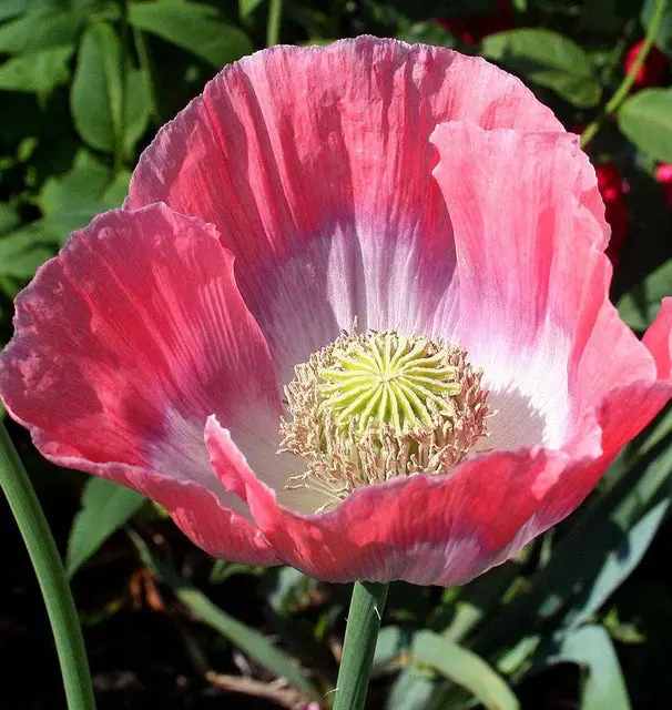 Fl3870 Giganthemum Poppies 1