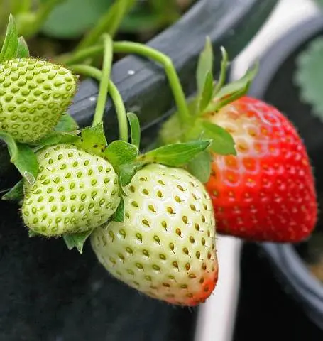 Fr830 Strawberry Fresca 1