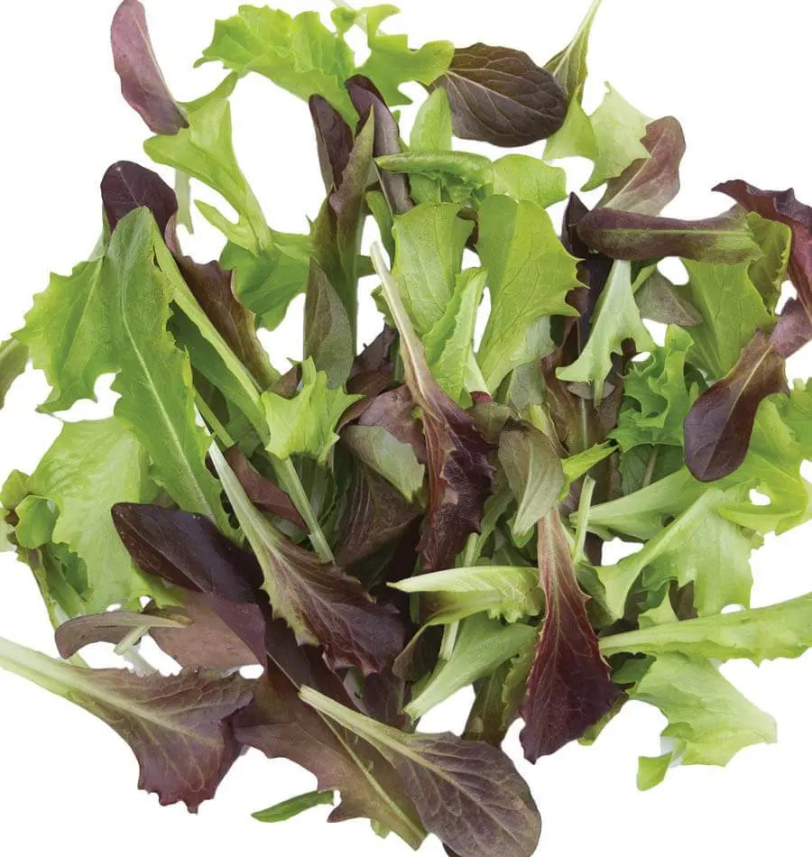 Lt502 Fast & Furious Blend Lettuce 1