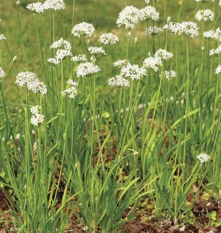 Hr1070 Garlic Chives 1