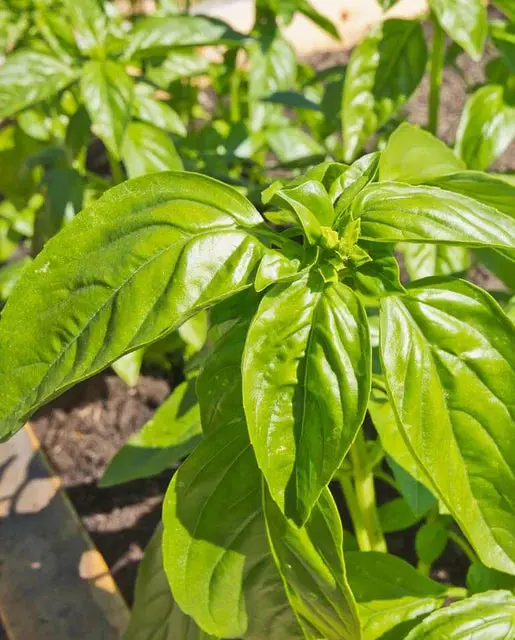 Hr1014 Basil Genovese 1