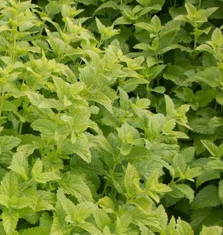 Hr1097 Lemon Balm 1