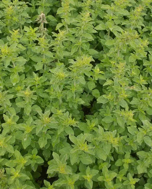 Hr1116 Greek Oregano 1