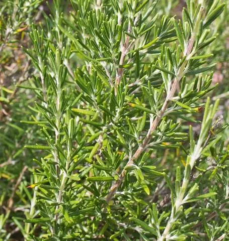 Hr1125 Rosemary 1