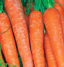 Cr283 Carrots Bolero 1