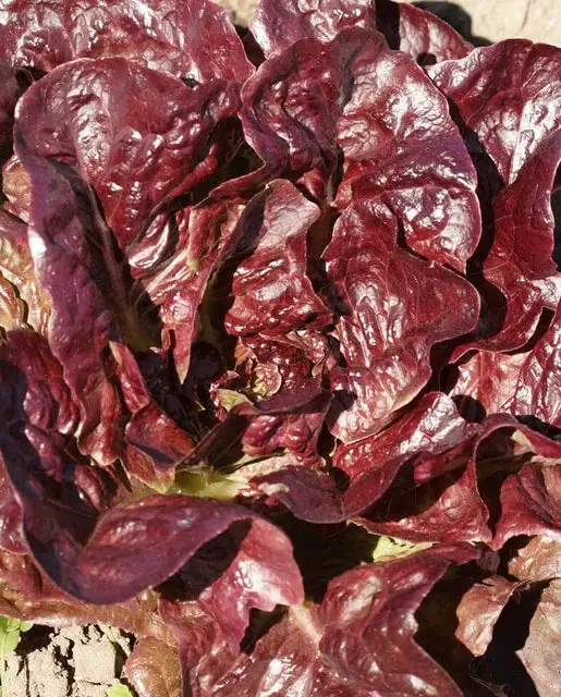 Lt478 Lettuce Rouge D’Hiver 1