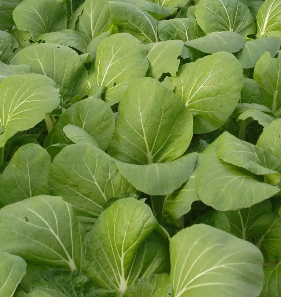 Mu526 Pac Choi White-Stemmed 1