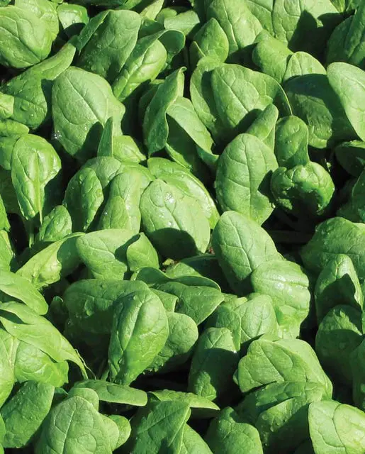 Sp714 Spinach Renegade 1