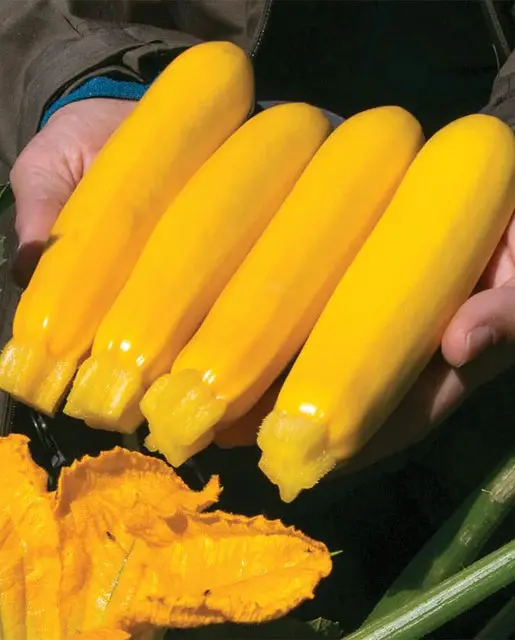 Sq802 Squash Yellowfin 1