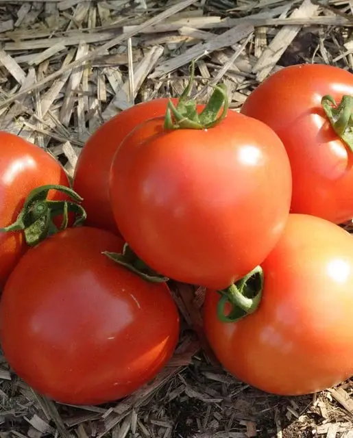 Tm769 Tomatoes Early Girl 1