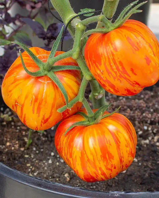 Tm846 Tomatoes Get Stuffed 1