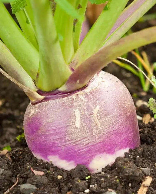 Tr810 Turnips Purple Top White Globe 1