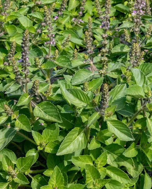 Hr1023 Holy Basil 1
