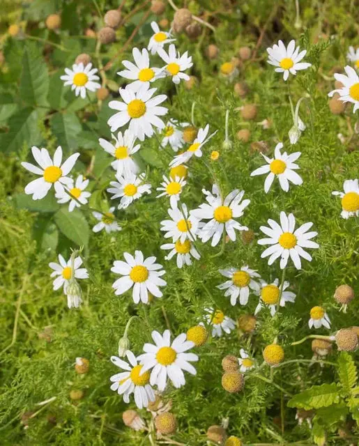 Hr1057 German Chamomile 1