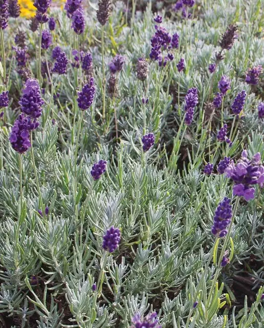 Hr1096 Lavender Dwarf Munstead 1