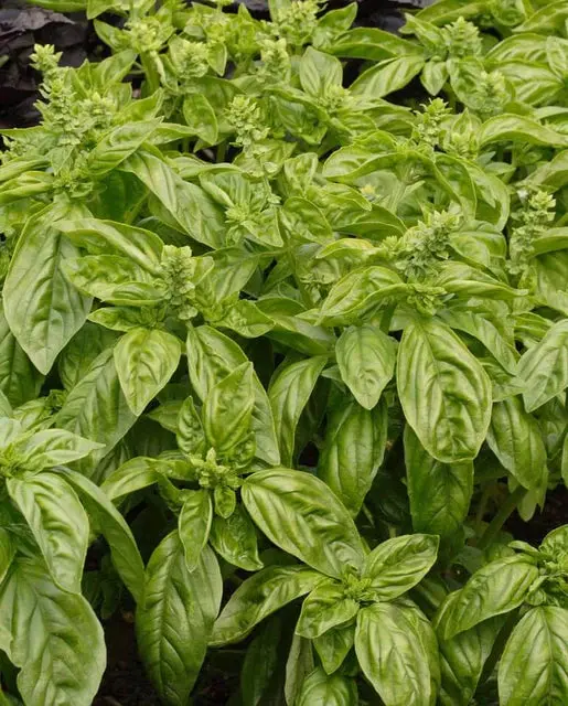 Hr1033 Sweet Basil 1