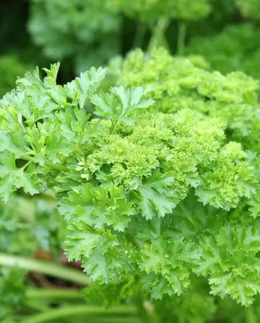 Pl571 Parsley Dark Green Italian 1
