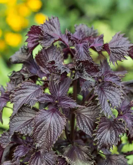 Hr1156 Shiso Red Perilla 1