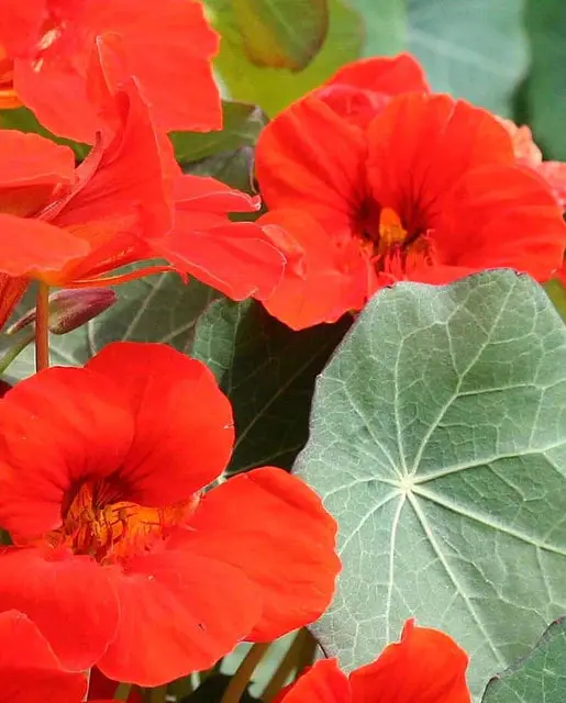 Fl3003 Nasturtium Empress Of India 1