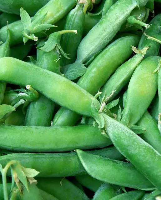 Pe616 Super Sugar Snap Peas 1