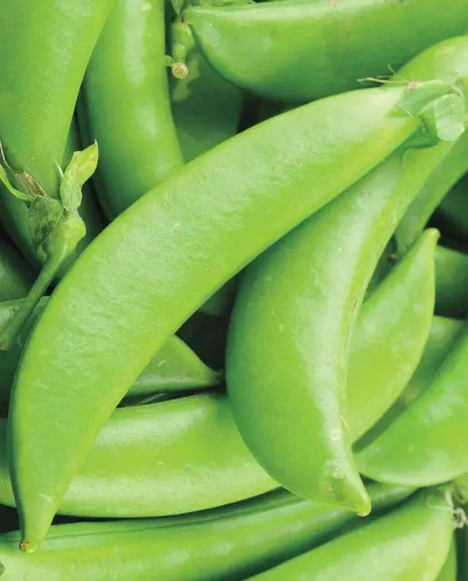 Pe617 Sugar Ann Peas 1