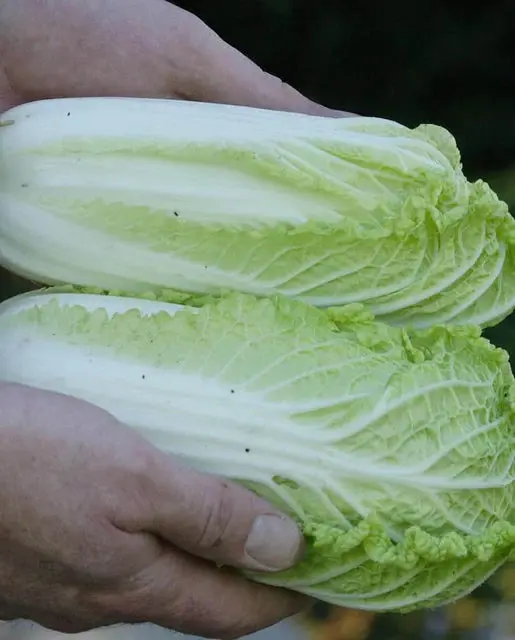 Cb234 Cabbage Wa Wa Sai 1
