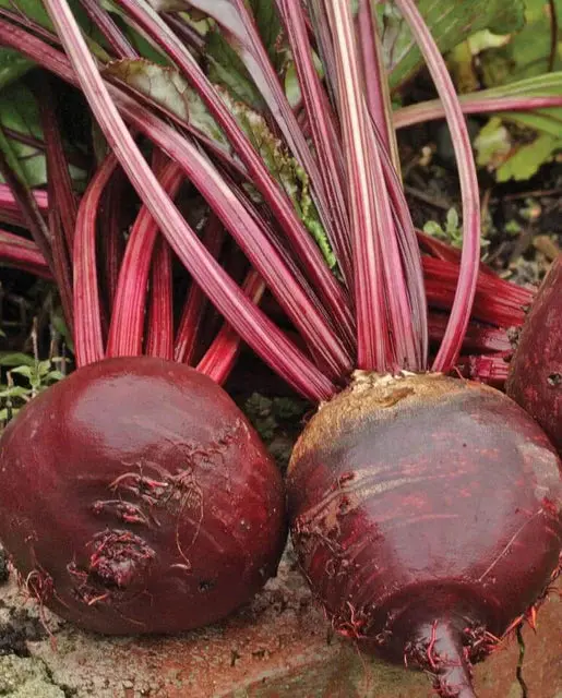 Bt166 Beets Red Ace 1