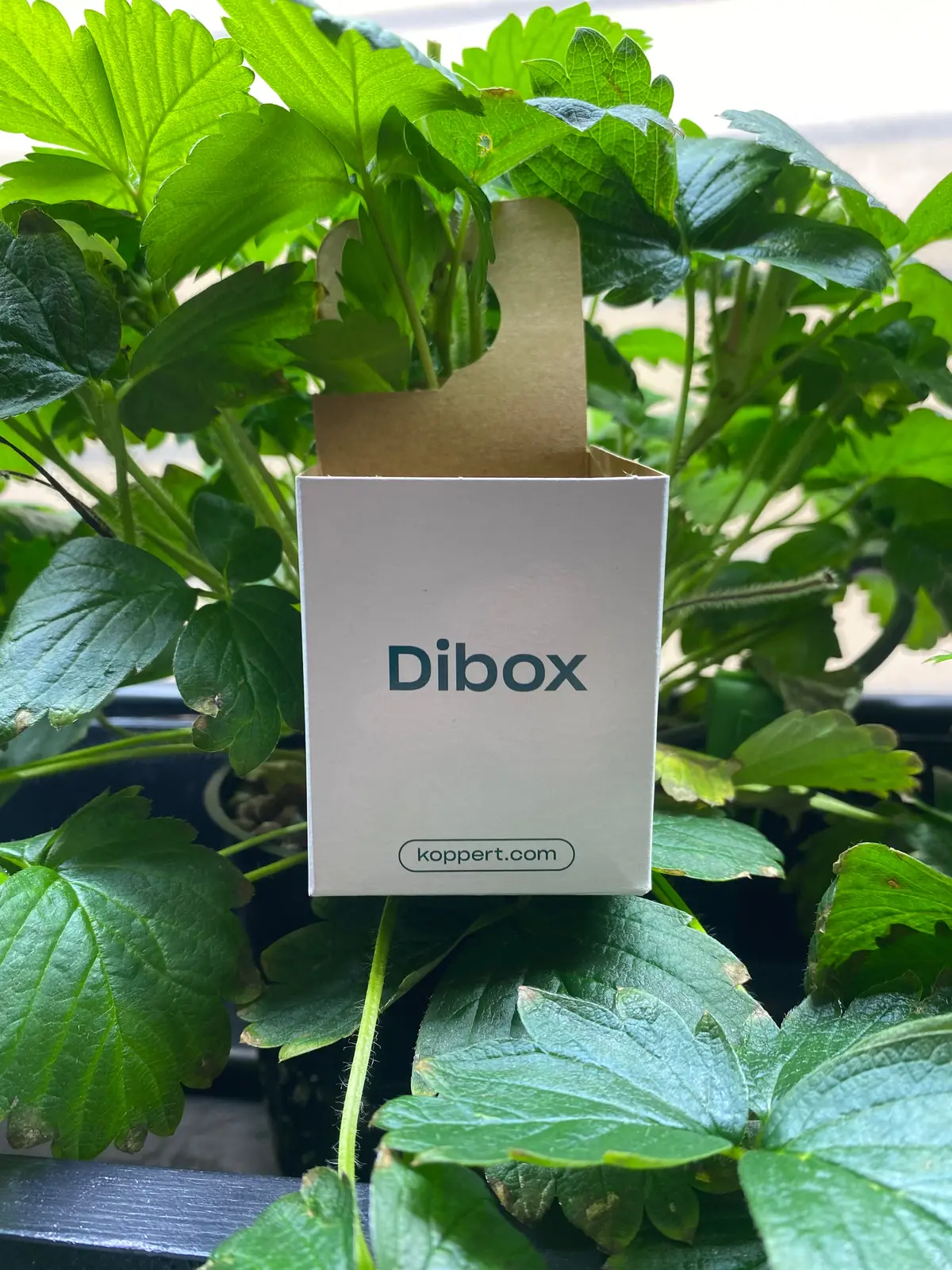 Beneficial Dibox (07401) 1