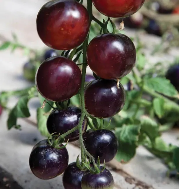 Tm799 Tomato Indigo Rose 1