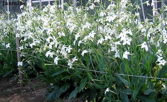 Ornamental Seeds Flowering Jasmine 1
