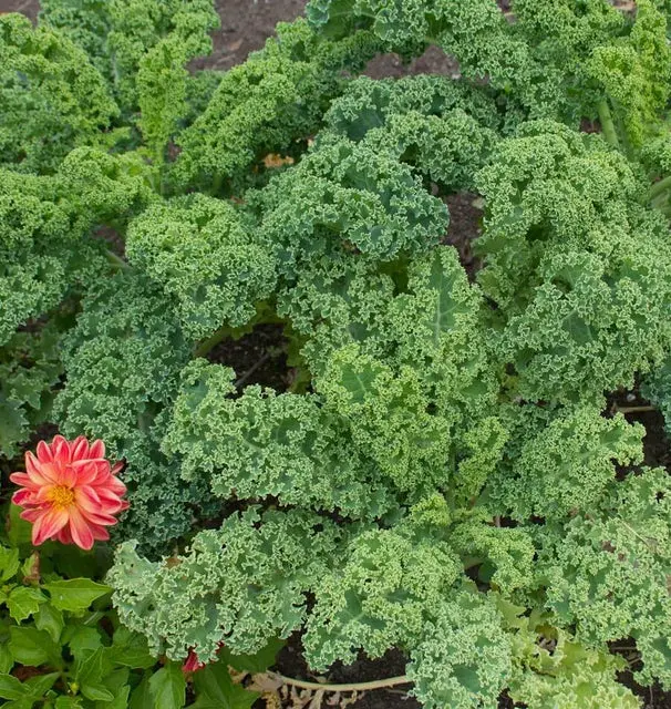 Kl429 Kale Vates Blue Curled Scotch 1