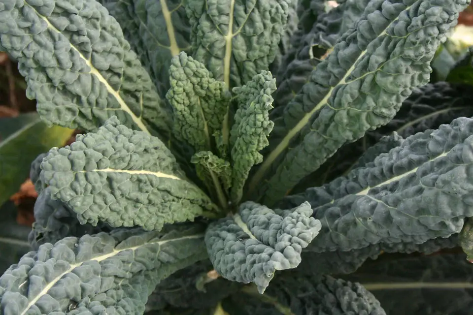 Kl439 Kale Black Magic Organic 1